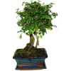 Zelkova 708 - izbové bonsaje