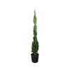 Cyprus vždyzelený FloraSelf Cupressus sempervirens 'Stricta' výška 125-150 cm kvetináč 12 l