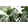 Obraz – Monstera Detail Príroda – AiArt 16:9
