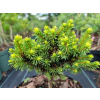 Společný 'Goldnugget' Picea abies 'Goldnugget'