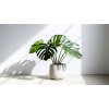 Obraz – Monstera Príroda – AiArt 16:9