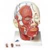 Model ľudskej hlavy so svalmi a cievami (Anatomické modely)