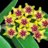 Hoya cumingiana žlté voňavé kvety (Hoya cumingiana žlté voňavé kvety)