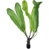 Aponogeton madagascariensis / Tropica /