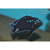 Pseudotropheus interruptus Chiwi Rock - 4,5-6cm