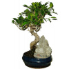 Ficus retusa - figovník - bonsai 156