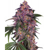 Sensi Seeds Sensi Purple Kush semena neobsahuji THC 10 ks