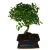 Zelkova 710 - izbové bonsaje