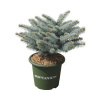 Smrek pichľavý Picea pungens 'Glauca Globosa' 25-30 cm kvetináč 3,7 l
