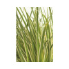 Puškvorec trávolistý FloraSelf Acorus gramineus 'Argenteostriatus' 5-30 cm kvetináč Ø 14 cm