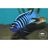 Cynotilapia zebroides 'Charo' - 4-5,5cm