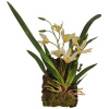Lucky Reptile Jungle Plants Závesná orchidea biela 20x30 cm