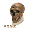 Anthropological Skull Model - La Chapelle-aux-Saints (Anatomické modely)