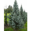 Čínský smrk, hustá 'Retroflexa' Picea asperata 'Retroflexa'