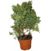 Juniperus - Borievka 584 - vonkajšie bonsaje