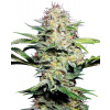 Sensi Seeds Sensi Skunk Automatic semena neobsahují THC 10 ks