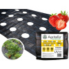 Agrotextília - Agrotkanín s hotovými -vytvorenými otvormi 3,2x10m pre jahodové odrezky šalátu 90G (Agrotkanín s hotovými -vytvorenými otvormi 3,2x10m pre jahodové odrezky šalátu 90G)