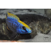 Otopharynx lithobates Zimbawe Rock - 3,5-4,5cm
