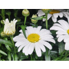 Leucanthemum Western Star Leo