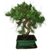 Bonsai Pinus halepensis 569