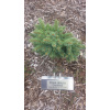 Graceland' bílý smrk Picea glauca 'Graceland'