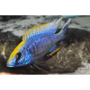 Otopharynx lithobates Zimbawe Rock - 4,5-6cm