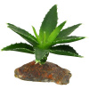 Lucky Reptile Sukulenty Agave malé, cca 10 cm