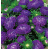 Astra čínska – Milady Deep Blue (semená) Callistephus chinensis