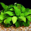 Anubias barteri var. nana 'Golden' /košík/