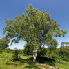 Breza previsnutá - Betula pendula - semená - 15 ks