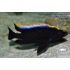 Otopharynx lithobates black orange - 6-7cm