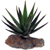 Lucky Reptile Sukulenty Tiger Aloe, cca 8 cm