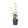 Šalvia malolistá FloraSelf Salvia microphylla 'Hot Lips' výška 5-20 cm kvetináč 0,5 l