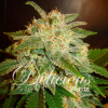 Delicious Seeds La Bella Afrodita Auto Balenie: 10