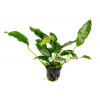 Anubias Species Short & Sharp /košík/