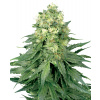 White Label White Widow semena neobsahují THC 5 ks