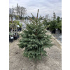 Smrek pichľavý Glauca 125/150 Picea pungens Glauca