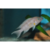 Neolamprologus sp. 