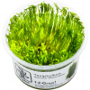 Tropica Taxiphyllum alternans 'Taiwan Moss' CUP - 1 ks