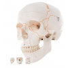 Numbered Human Classic Skull Model, 3 part (Anatomické modely)
