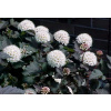 Physocarpus opulifolius 'Diabolo' 1.5lit. (Tavoľník kalinolistý 'Diabolo')