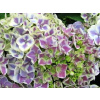 Hortenzie sadenica v nádobe 1-2 l 100-120 cm