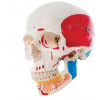 Classic Human Skull Model with Opened Lower Jaw, 3 part, painted (Anatomické modely)