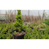 Picea glauca 'Conica' (Smrek biely 'Conica')