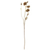 Bloomingville Umelá dekorácia/kvetina POPPY stonku maku 104cm hnedý