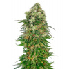 Sensi Seeds Shiva Skunk Automatic semena neobsahují THC 10 ks