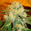 Delicious Seeds Marmalate Balenie: 3