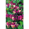 Lonicera japonica purpurea (Zemolez japonský)