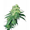 White Label Rhino regular semena neobsahují THC 10 ks