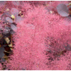 ŠKUMPA VLASATÁ (COTINUS COGGYGRIA) - 40 SEMIEN